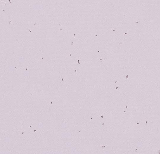 50234 lilac