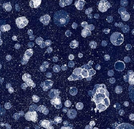 001593 Starwalk Blue