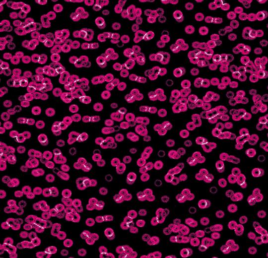 990101 Bacteria