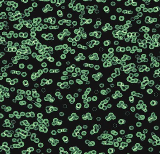 990102 Bacteria