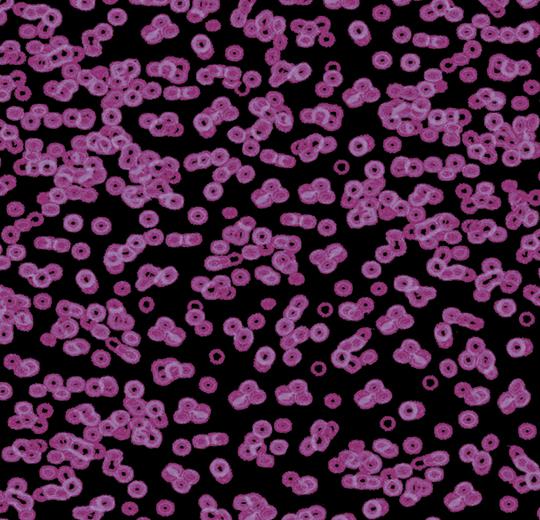990104 Bacteria