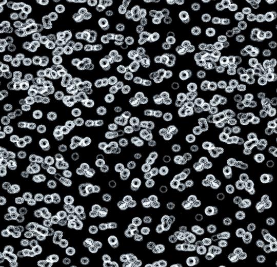 990106 Bacteria