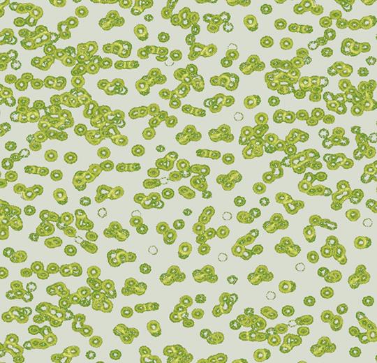 990203 Bacteria
