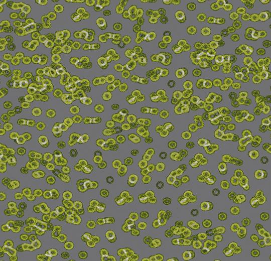 990302 Bacteria