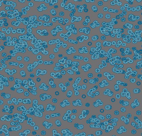 990303 Bacteria
