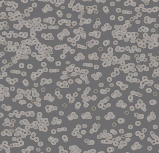 990304 Bacteria