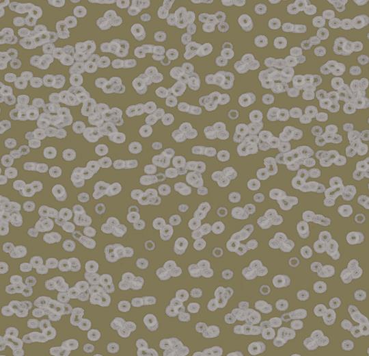 990401 Bacteria