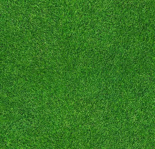 000369 grass