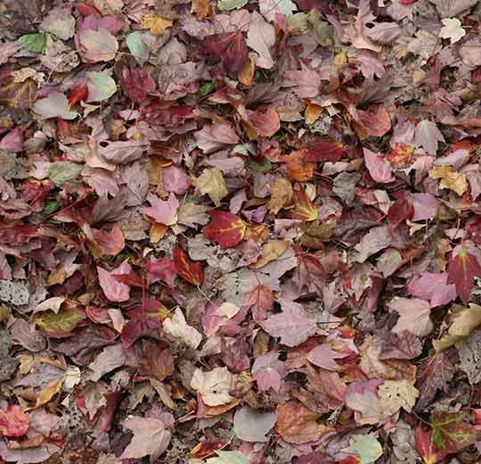 000532 autumn leaves - red