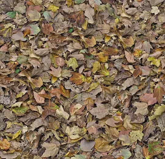 000509 autumn leaves - green
