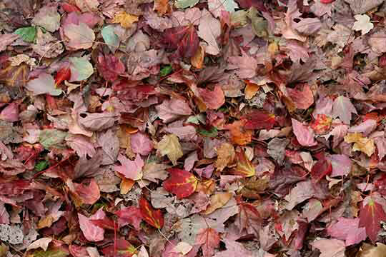 Heterogeneous Vinyl Forbo Vinyl Custom Flooring Natural World PUR